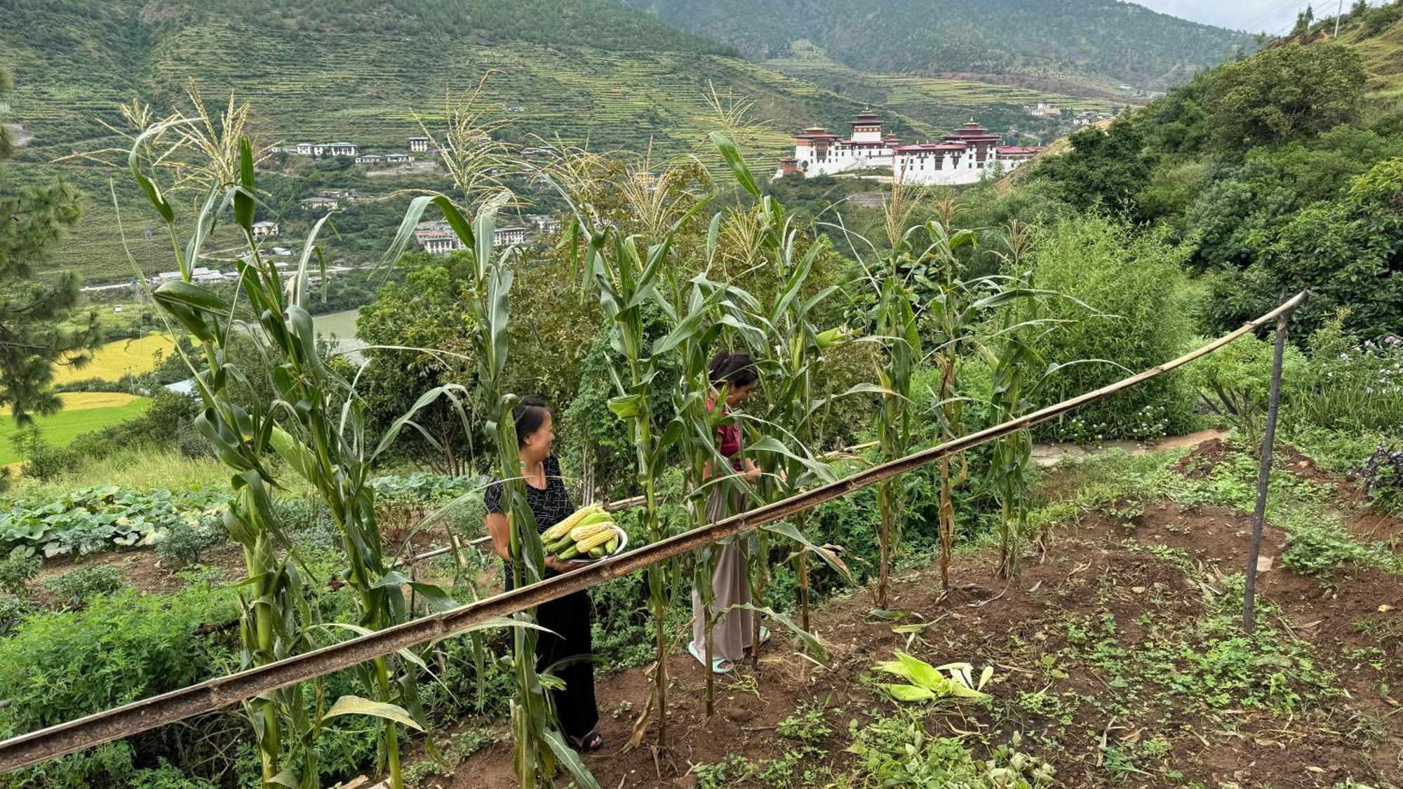 Wangdue Ecolodge Wangdue Phodrang Экстерьер фото