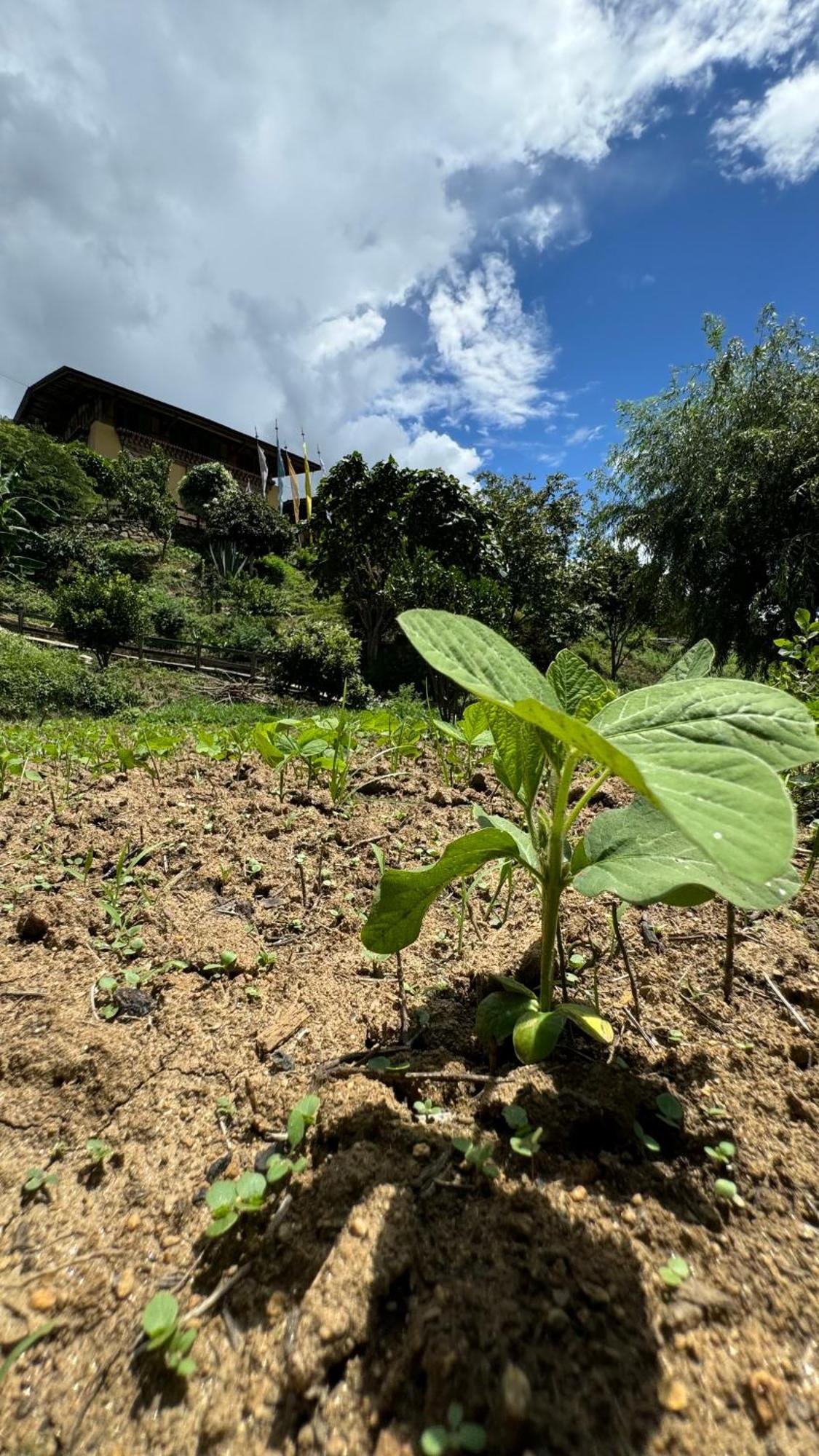 Wangdue Ecolodge Wangdue Phodrang Экстерьер фото